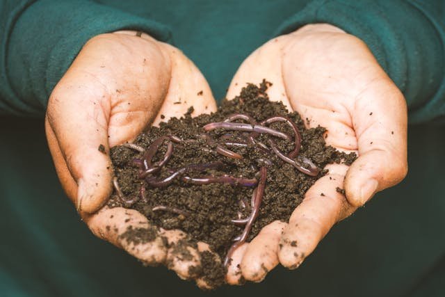 How to Get Rid of Earthworms in Lawn