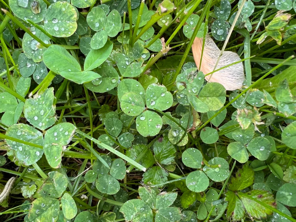 How to Get Rid of Broadleaf Weeds in Lawn